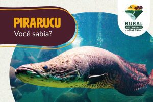 Pirarucu: o gigante pré-histórico que respira fora d’água