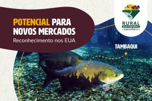 Tambaqui, um dos peixes redondos da Amazônia, mostra potencial para novos mercados internacionais