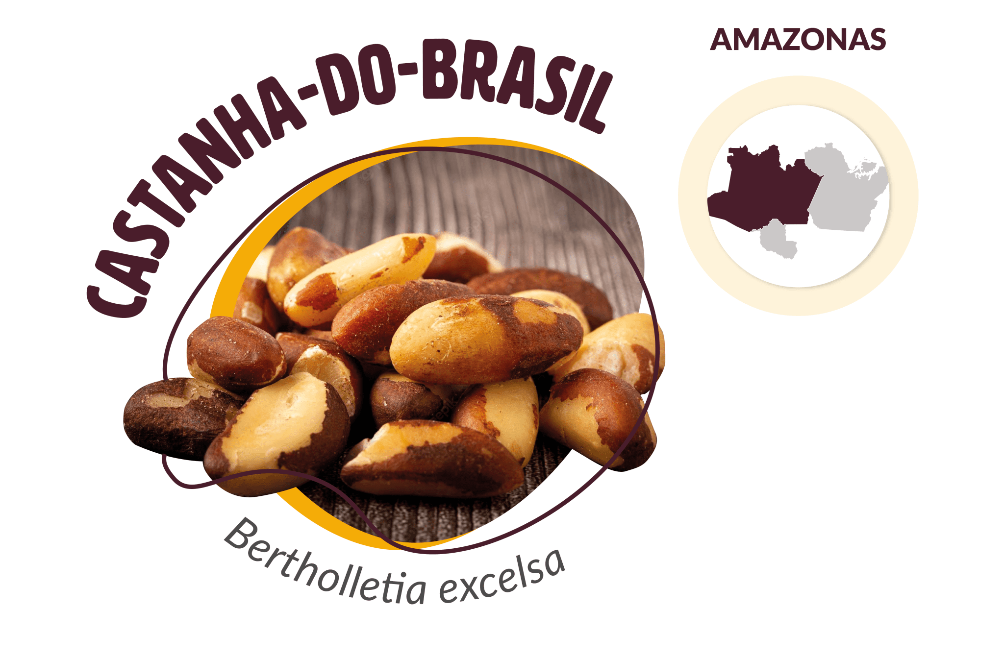 Castanha Do Brasil | PRS Amazônia