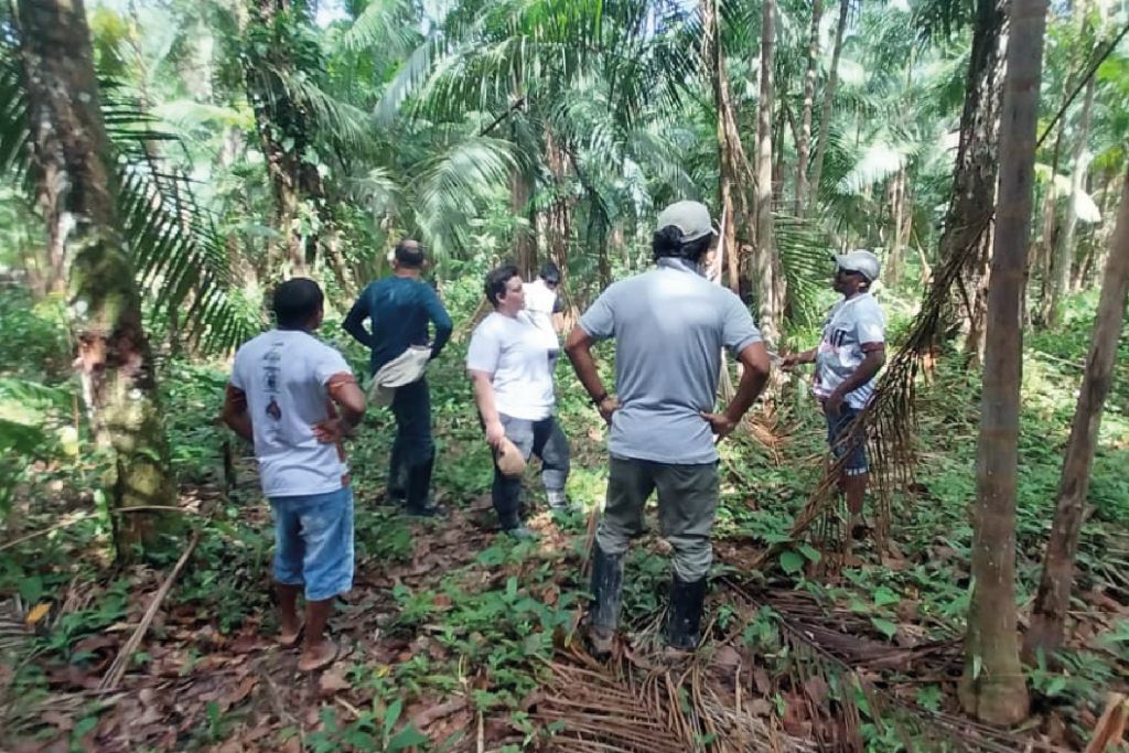 Cadeia produtiva do açaí | Associação dos Moradores e Agricultores Remanescentes de Quilombolas das Comunidades de Santa Quitéria e Itacoãozinho (AMARQUISI)