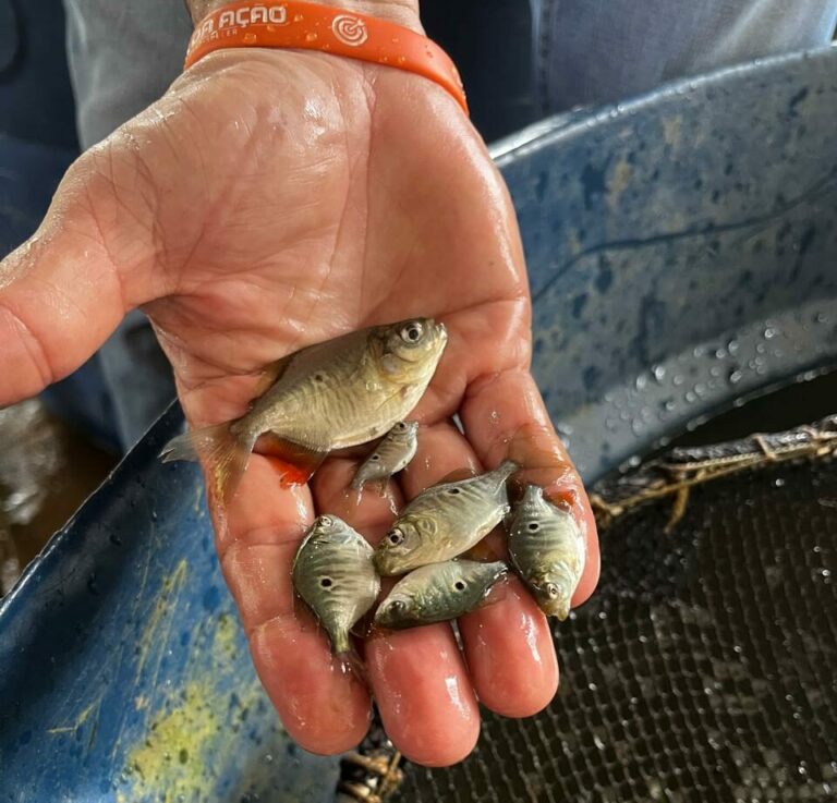 A alevinos (filhotes) de tambaqui