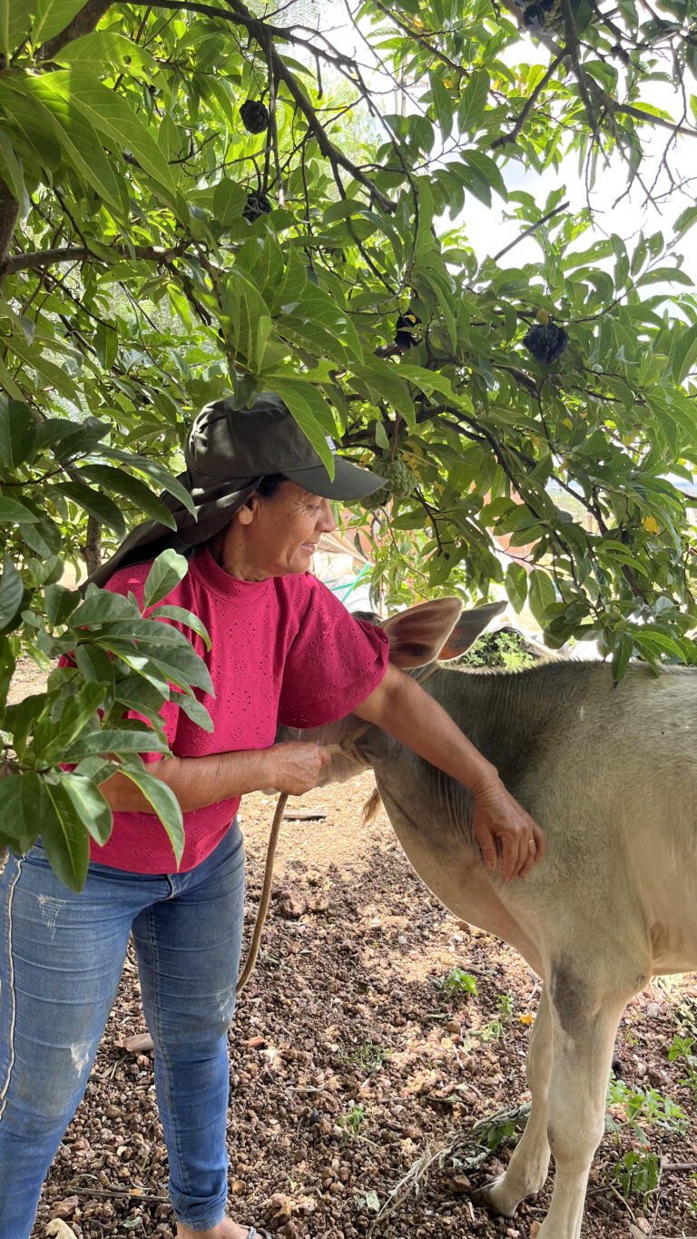 Em sua propriedade, Maria Sebastiana também realiza o manejo do gado, especialmente para produção de leite.