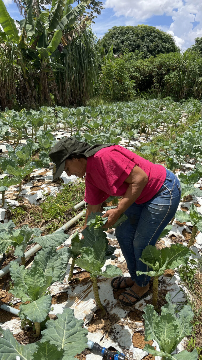 Maria Sebastiana Martins cultiva hortaliças. Esses produtos alimentam moradores do município de Cristalina (GO) e também de Brasília (DF).