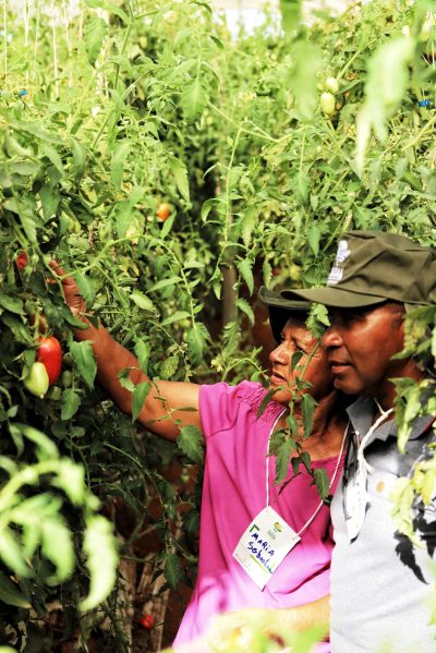 Ao lado de todos esses trabalhadores rurais, é possível ir além da produção de frutas e verduras nativas, mas também ampliar os mercados de comercialização